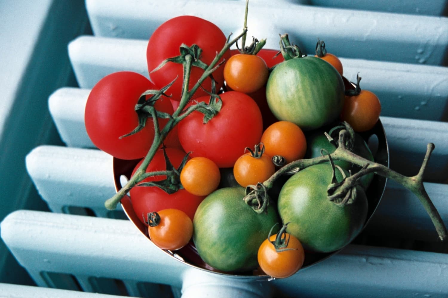 Tomatos ready for the salsa